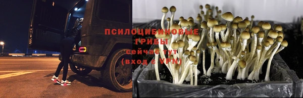 PSILOCYBIN Вязьма
